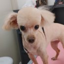 샤니미용실 네이버블로그