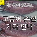 고등어 손질, 기타 안내, 배에 점이 없으면 고등어. 배에 점이 있으면 망치고등어. 참고등어는 존재하지 않아요. 이미지