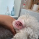 정샘 동물병원 이미지