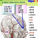 콧물은 사골국 끓일 때 올라오는 기름 덩어리와 같은 것 이미지