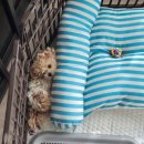 빅토리아펫 강아지고양이 잠실점 이미지