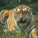 호랑이와 반달곰 이미지