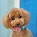 엣지있개 이미지