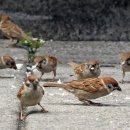 참새 이미지