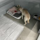 그녀의펫살롱 이미지