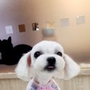 퍼피타임 이미지