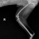 부평 모모 동물병원 이미지