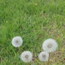 민들레홀씨 이미지