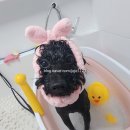 단비애견 미용실 이미지