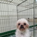 금비동물병원 노트펫