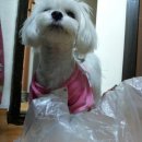 아리야헤어