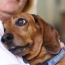 하나애견 이미지