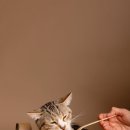 논현동물병원 이미지