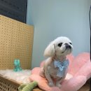 큐티하개_함 이미지