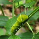 남방제비나비 애벌레 이미지