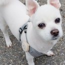 더 레오 핏 이미지