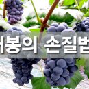 거봉 이미지