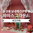 파파스 그라운드 | [광주] 농성동 실내 애견카페 실내 애견 운동장 &lt;파파스그라운드&gt;