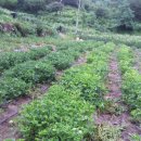 환국농장 이미지