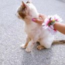 대전충청 영상안과 동물병원 | 길 고양이 타이레놀 – 절대 먹이면 안 되는 이유와 대처법