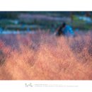 핑크파크 이미지