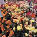 남사농장 | [용인 남사 화훼단지 후기] 분갈이·꽃모종 저렴한 곳! 다육이부터 귤나무까지 종류 대박🌿