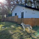 도그펜션 이미지