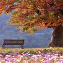 [수정판] 가을의 정취를 찾아서...조무락골 트레킹 [10월 27일, 일요일,] 이미지