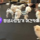 평생 사랑할 개 이미지