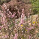 양평포레스트 스테이 이미지