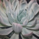 싱싱다육그린원 이미지