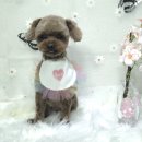 향동애견미용 이미지