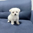 부산강아지분양 드림독 안심분양센터 부산점 이미지