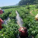 이순희농가 이미지