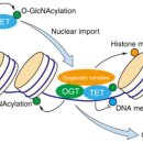 Re:Epigenetic Regulation of Genomic Stability by Vitamin C 이미지