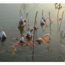 물고기마을 이미지