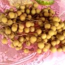 용안 농장 이미지