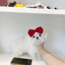 멜로디펍스 이미지