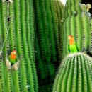 Pinky Pinky 이미지