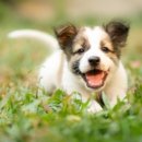 도담동물의료센터 이미지