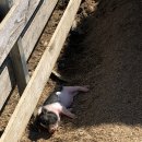 해피알프스 이미지