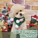 패밀리앤퍼피 이미지