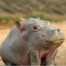 통큰무한리필 이미지