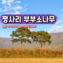 목천동 소나무 거리 조성공사 | 경남 여행 가볼만한곳 하동 동정호 평사리 부부 소나무