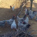 계두농장 이미지