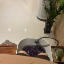 참조은지압원 이미지