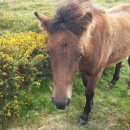 우프동물농장 이미지