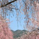 병곡 | 대전 근교 가볼만한곳 거창 병곡 마을 능수 벚꽃 축제 보고 온 후기 개화 상황