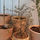 크로키아 이미지