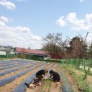 에스겔-푸름농장 이미지